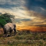 waarom negeren van een probleem niet werkt, de paradox van de roze olifant op rolschaatsen
