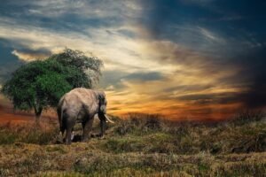 waarom negeren van een probleem niet werkt, de paradox van de roze olifant op rolschaatsen