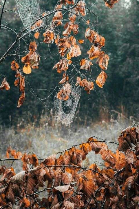 exposure oefening spinnenangst